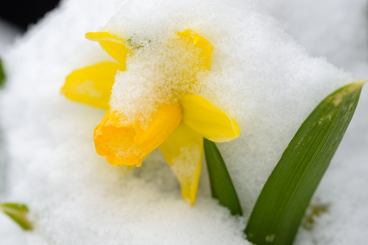 Daffodil,  Narcizas,  Žiedas,  Žydėti,  Gėlė,  Sniegas,  Pavasaris,  Snieguotas,  Šaltas,  Šaltis