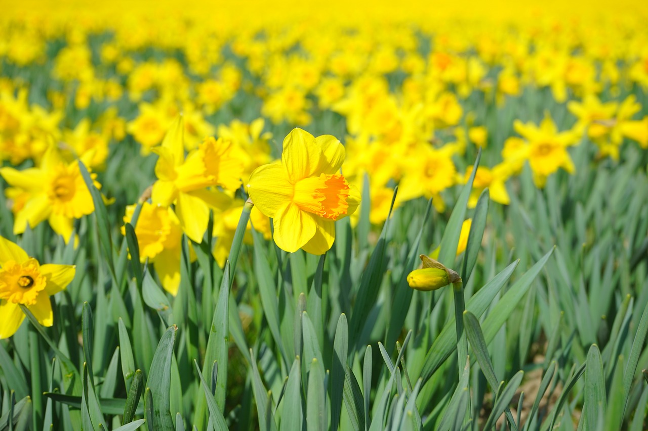 Daffodil, Nazisse, Gėlė, Žiedas, Žydėti, Geltona, Pavasaris, Narcizas, Amaryllidoideae, Amarilio Augalas