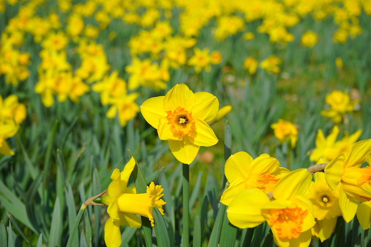 Daffodil, Nazisse, Gėlė, Žiedas, Žydėti, Geltona, Pavasaris, Narcizas, Amaryllidoideae, Amarilio Augalas