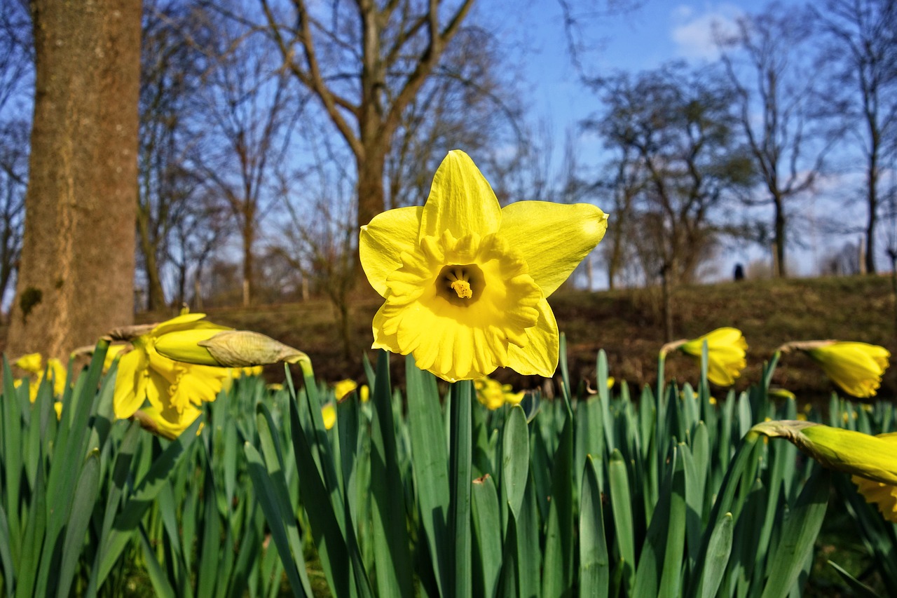 Daffodil,  Narcizas,  Gėlė,  Augalas,  Lapai,  Žiedlapiai,  Pavasario Gėlė,  Pavasaris,  Žydi,  Sezoninis Augalas