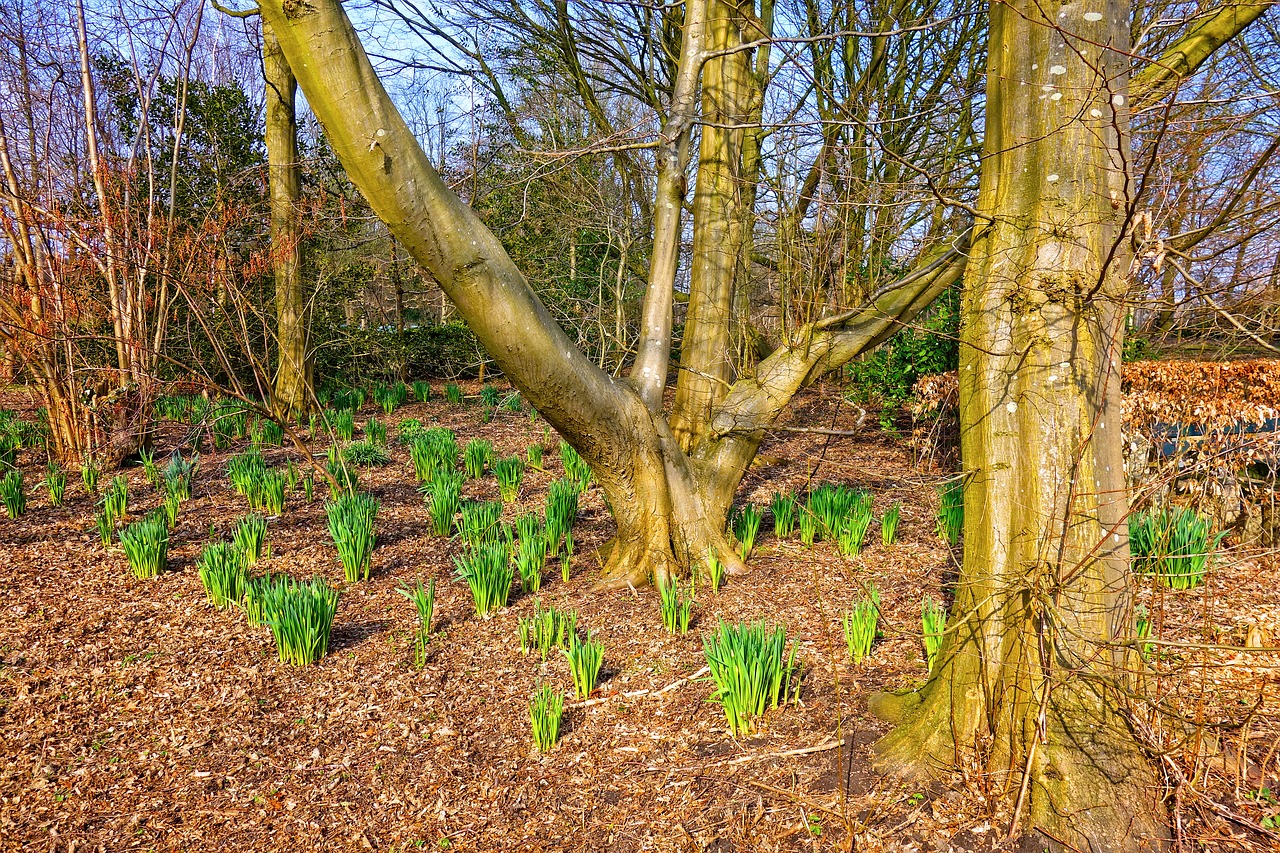 Daffodil,  Narcizas,  Augalas,  Gėlė,  Augimas,  Pavasaris,  Pavasario Gėlė,  Sezoninis,  Negyvi Lapai,  Plikas Medžiai