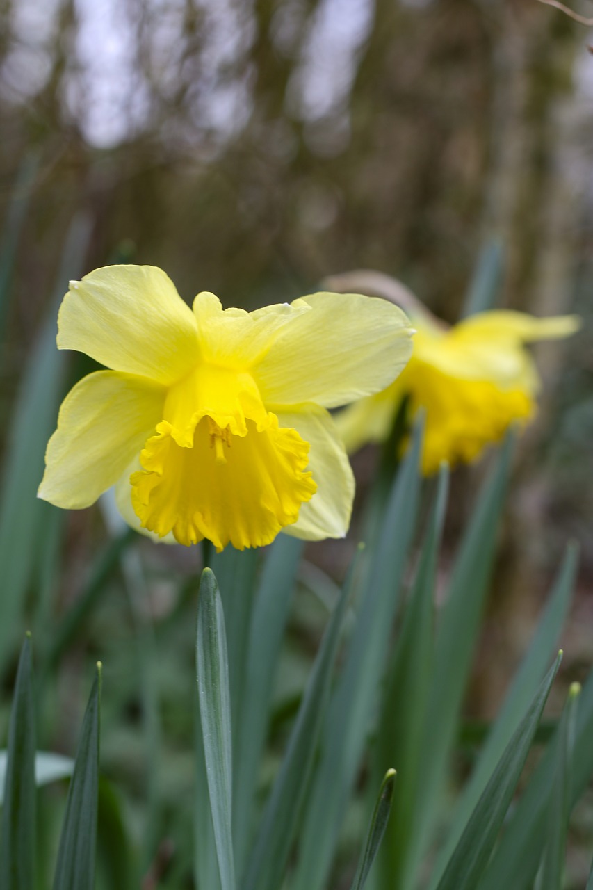 Daffodil,  Gamta,  Augalas,  Gėlė,  Sodas,  Sezonas,  Be Honoraro Mokesčio, Nemokamos Nuotraukos,  Nemokama Licenzija