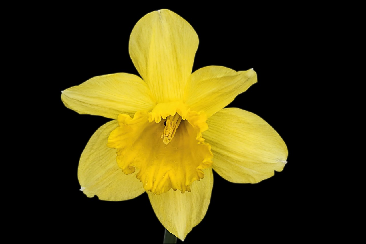 Narcizas,  Gėlė,  Narcizas Pseudonarcissus, Nemokamos Nuotraukos,  Nemokama Licenzija