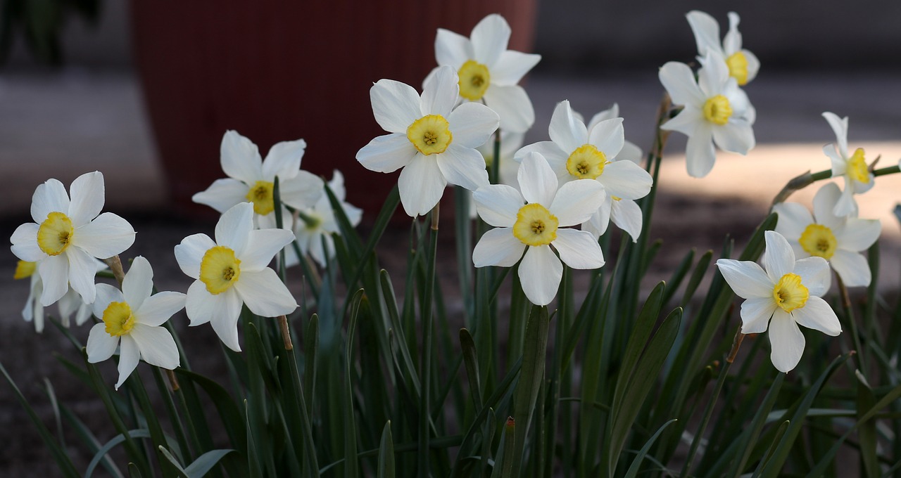 Narcizas,  Gėlė,  Baltos Spalvos,  Reikmenys,  Pavasaris, Nemokamos Nuotraukos,  Nemokama Licenzija
