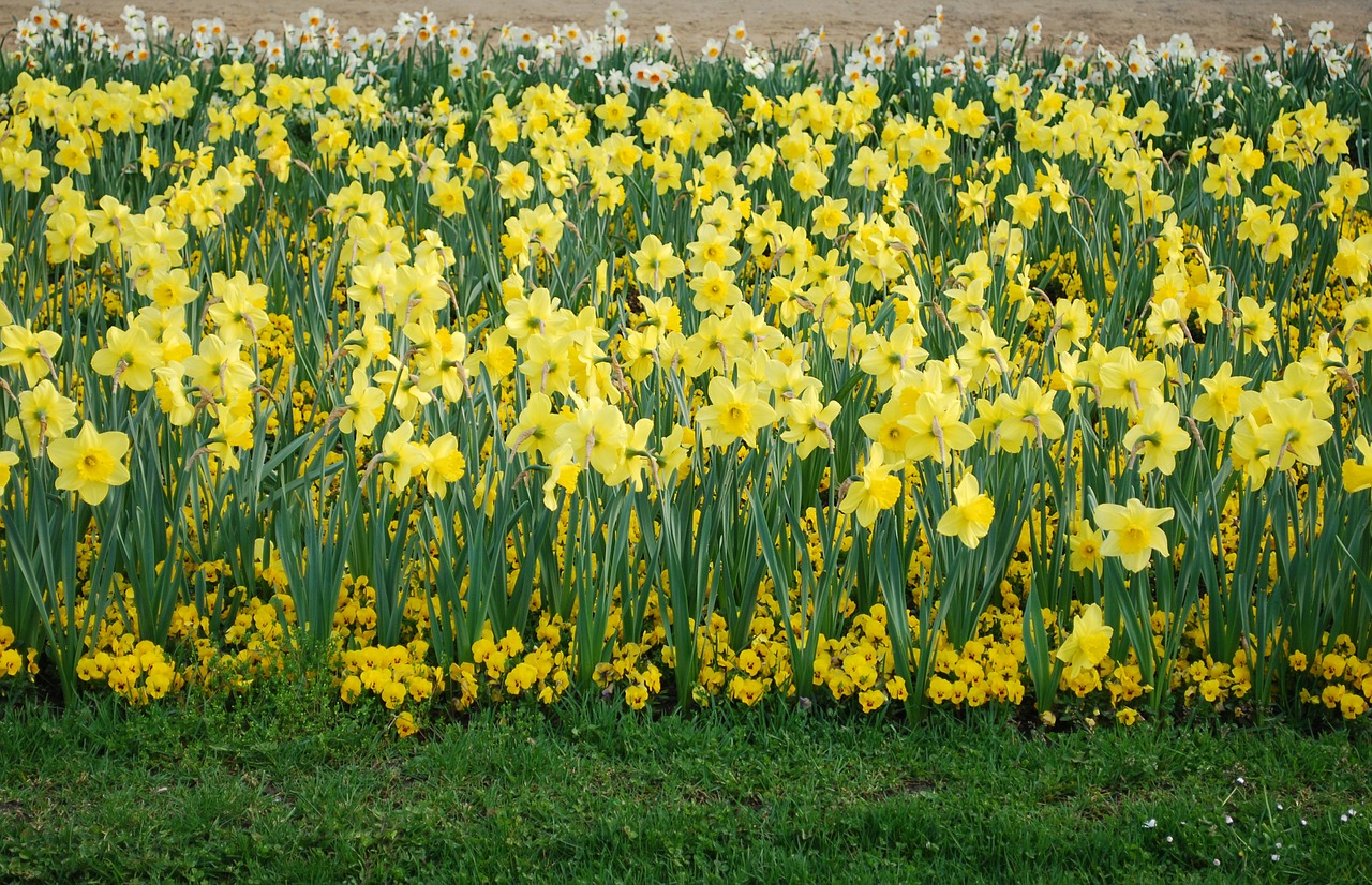 Daffodil, Gėlės, Gamta, Augalai, Gėlė, Pavasaris, Sodas, Lova, Veja, Žalias