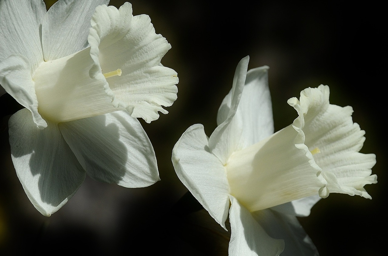 Daffodil, Gėlė, Velykų Lelija, Pavasaris, Balta, Žydėti, Lilium Longiflorum, Žiedas, Augalas, Nemokamos Nuotraukos