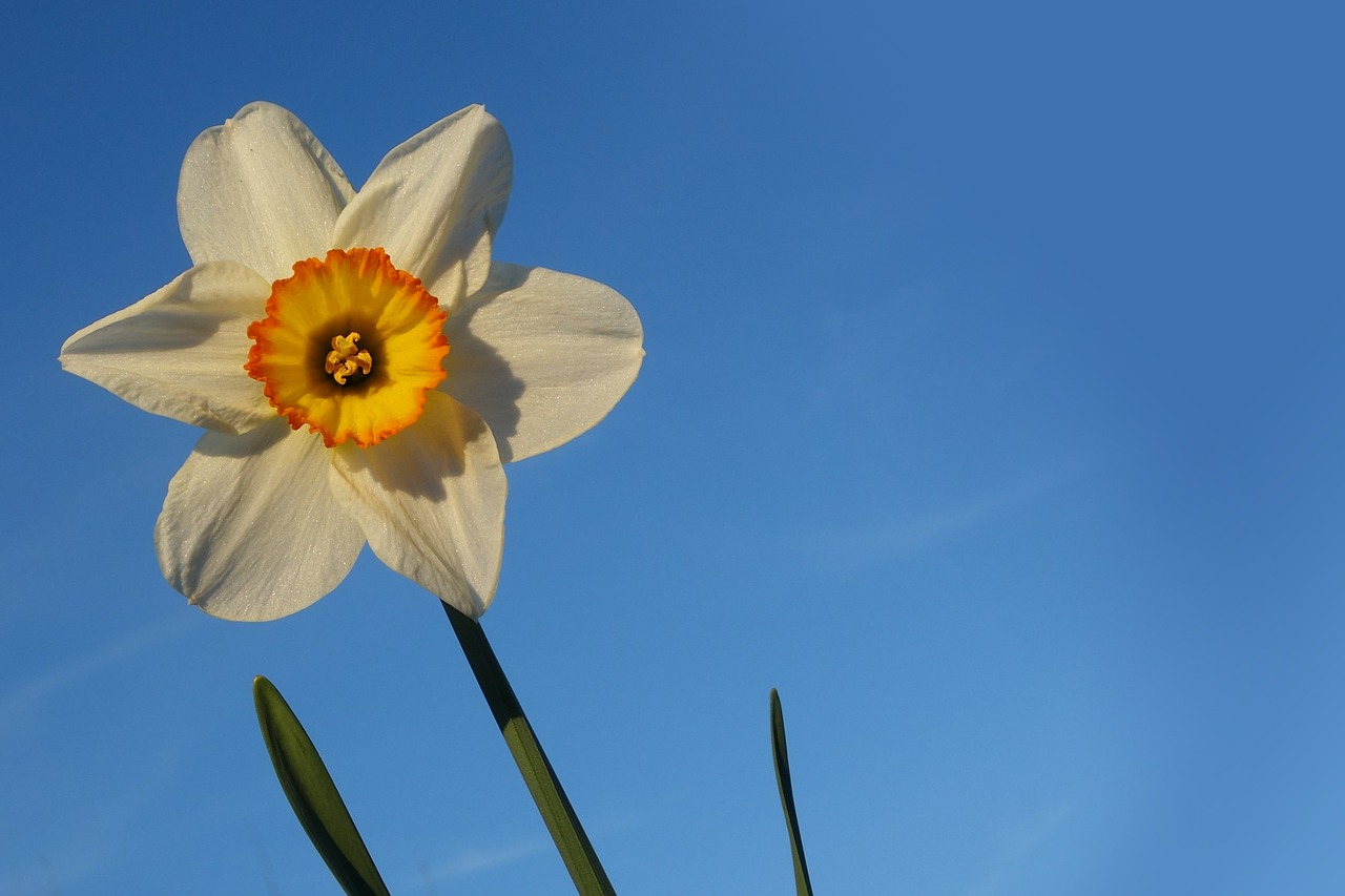 Daffodil, Gėlė, Žiedas, Žydėti, Geltona, Augalas, Pavasaris, Narcizas, Balta, Uždaryti