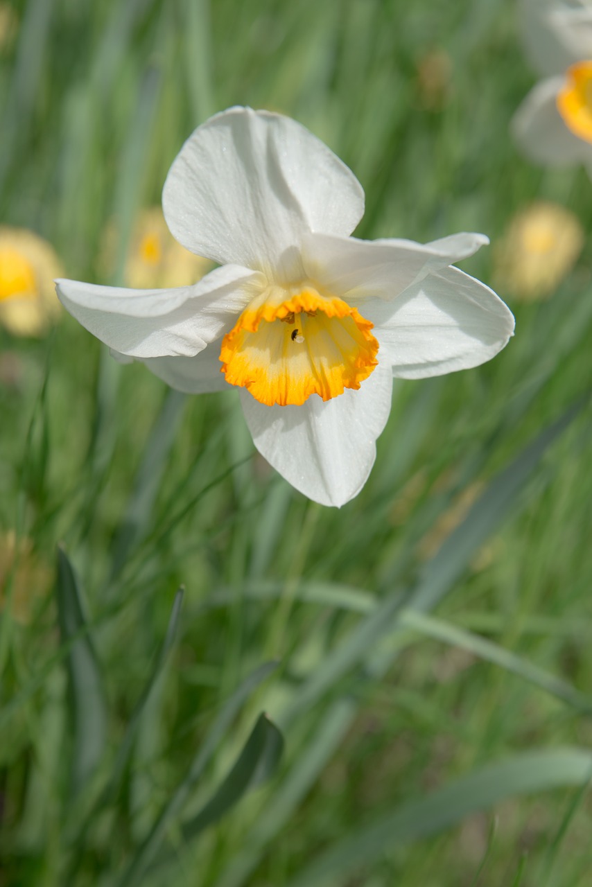 Daffodil, Gėlė, Žiedas, Žydėti, Geltona, Augalas, Pavasaris, Narcizas, Balta, Uždaryti