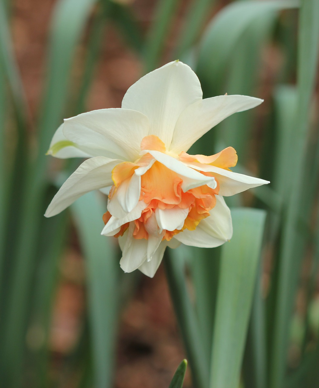Daffodil, Bicolor, Narcizas, Nemokamos Nuotraukos,  Nemokama Licenzija