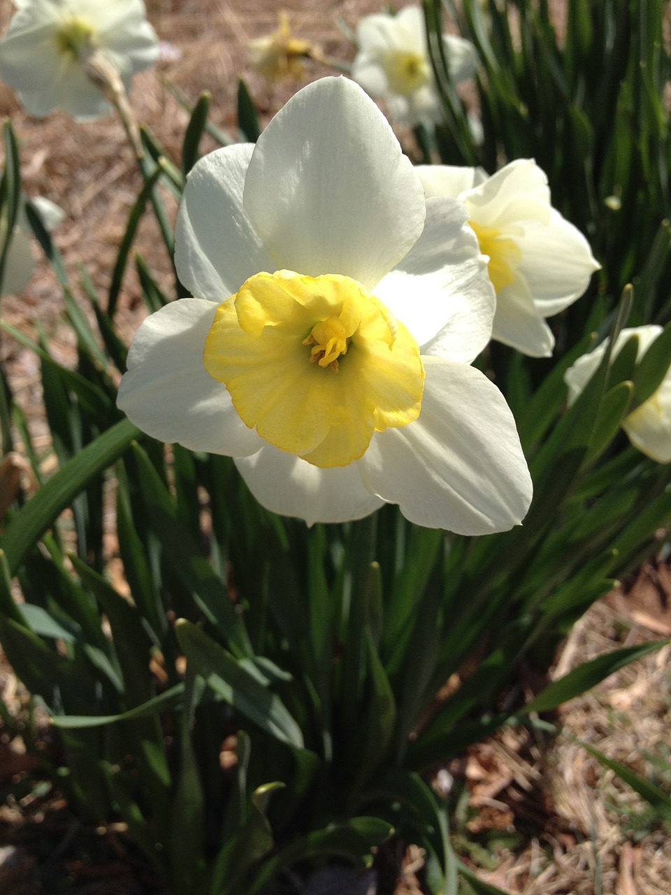 Daffodil, Gėlė, Pavasaris, Žalias, Velykos, Gamta, Geltona, Sodas, Balta, Gėlių