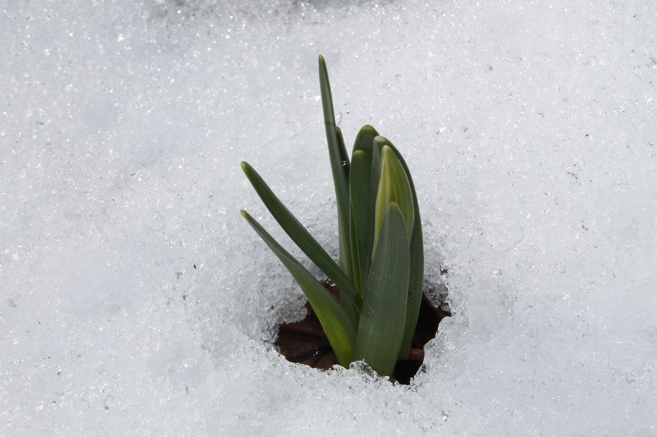 Daffodil, Narcissus Pseudonarcissus, Sniegas, Žalias, Pavasaris, Žiedas, Žydėti, Augalas, Balta, Geltona
