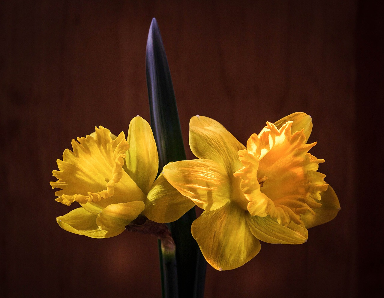 Daffodil, Narcizas, Jonquil, Velykų Gėlė, Pavasaris, Flora, Geltonos Gėlės, Balandis, Žiedas, Žydi
