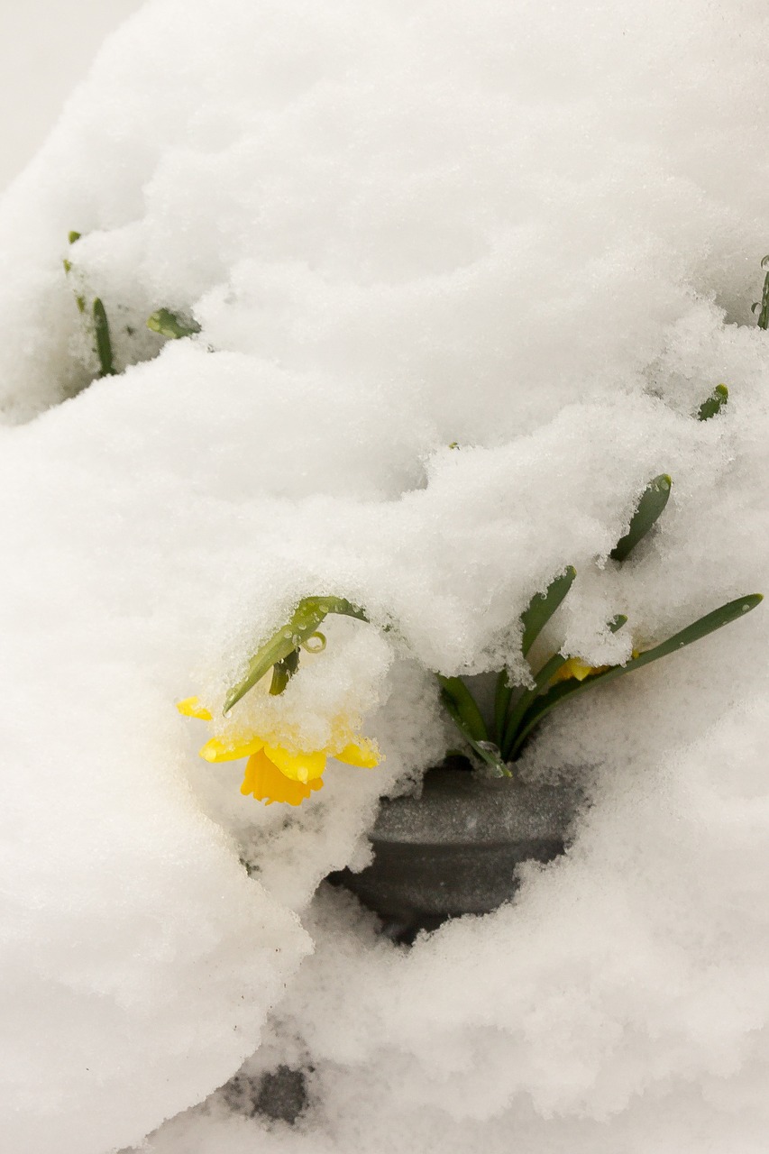 Daffodil, Sniegas, Velykos, Mūsų, Nemokamos Nuotraukos,  Nemokama Licenzija