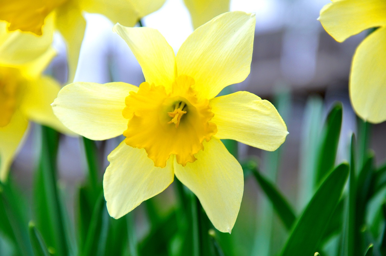 Daffodil, Gėlė, Geltona Gėlė, Nemokamos Nuotraukos,  Nemokama Licenzija