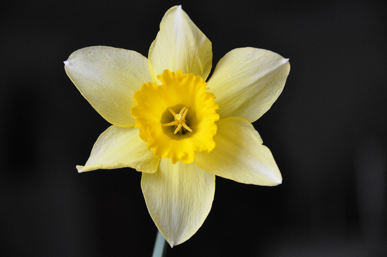Daffodil, Gėlė, Geltona Gėlė, Nemokamos Nuotraukos,  Nemokama Licenzija