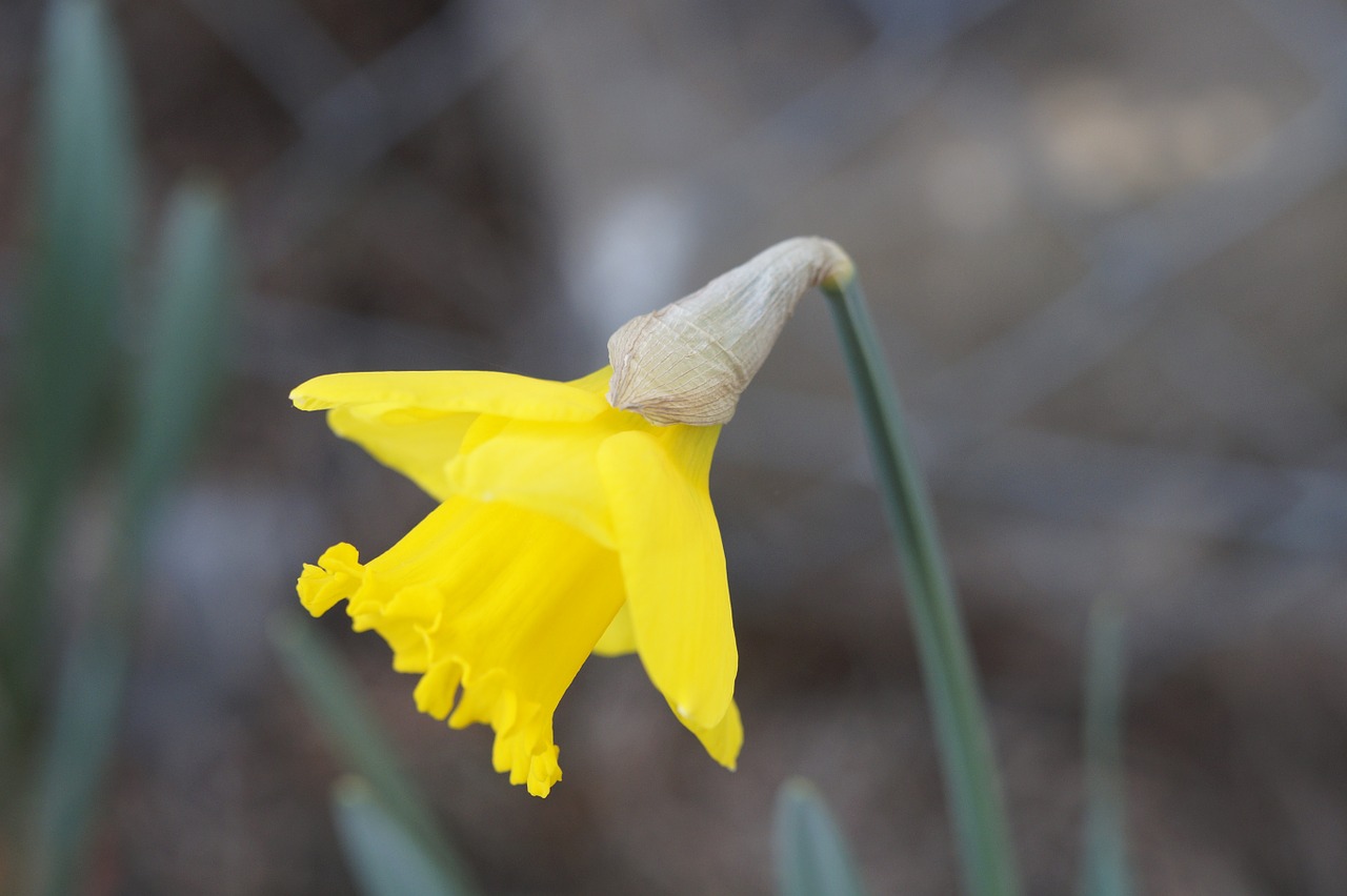 Daffodil, Narcizas, Geltona, Žiedas, Žydėti, Pavasaris, Gėlė, Augalas, Narcissus Pseudonarcissus, Geltonos Gėlės