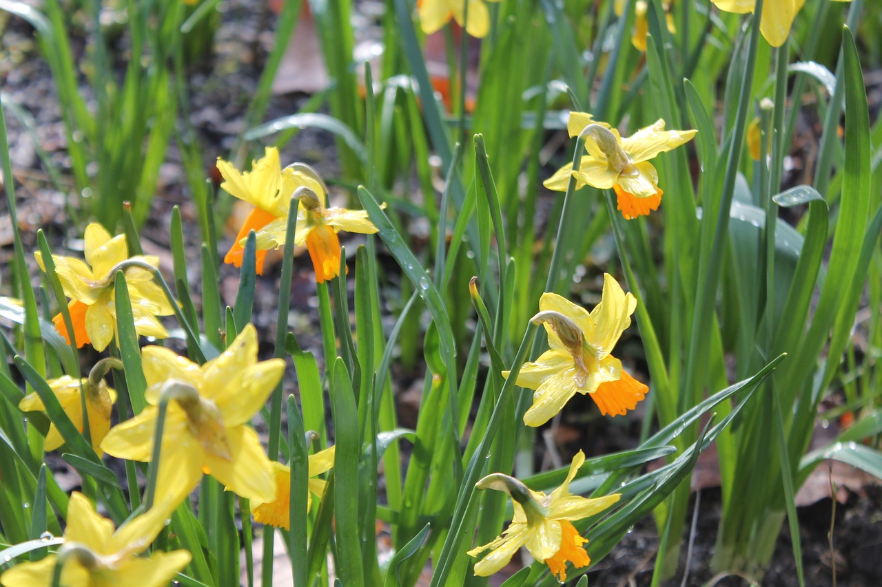 Daffodil, Narcizai, Geltona, Žiedas, Žydėti, Pavasaris, Gėlė, Augalas, Velykos, Žalias