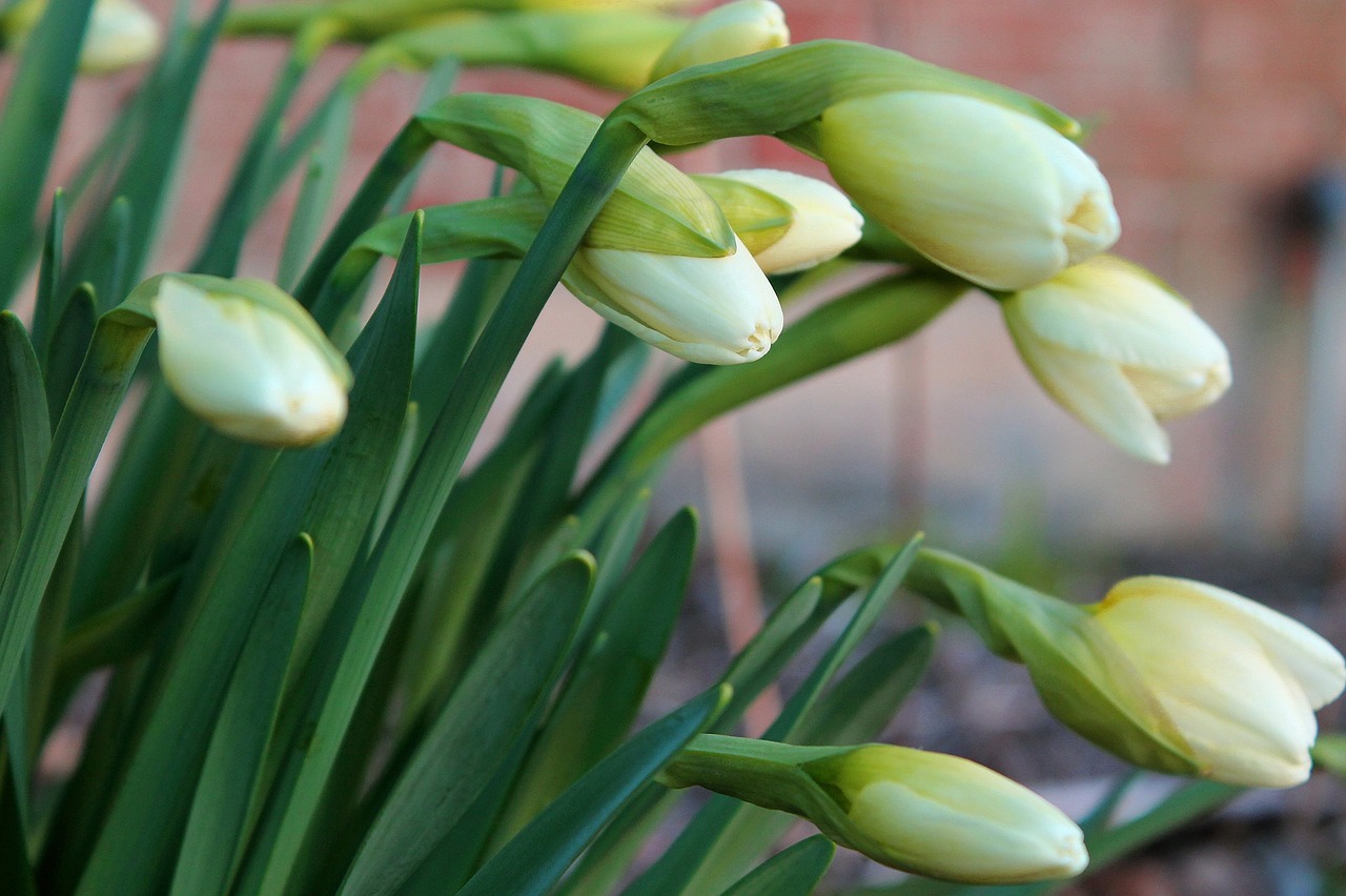 Daffodil,  Žydėti,  Šviežias,  Žalias,  Jaunas,  Gėlė,  Pavasaris,  Žiedas,  Pavasaris,  Gėlių