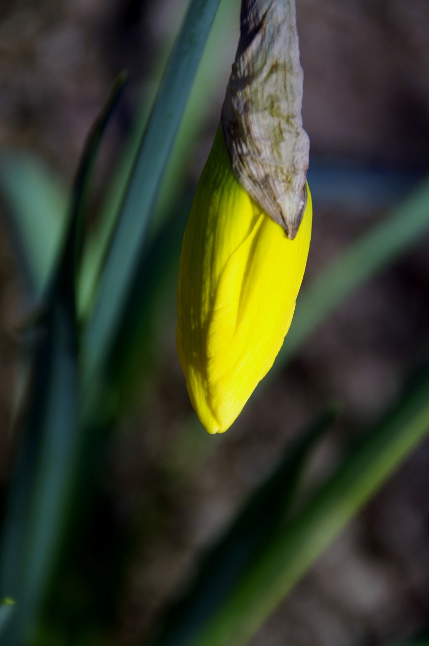 Daffodil, Budas, Pavasaris, Gėlė, Geltona, Pavasario Požymiai, Nemokamos Nuotraukos,  Nemokama Licenzija