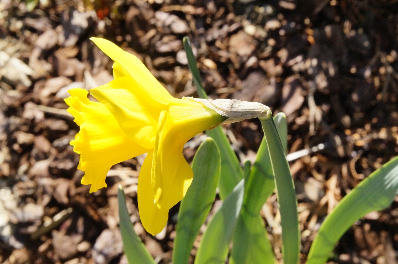 Daffodil, Geltona, Gėlė, Pavasaris, Narcizas, Žiedas, Žydėti, Narcissus Pseudonarcissus, Šviesus, Gamta