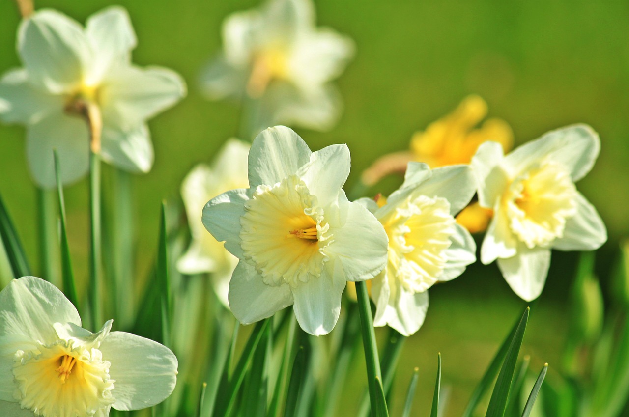 Daffodil, Narcizai, Pavasaris, Žiedas, Žydėti, Gėlė, Augalas, Flora, Gamta, Bicolor