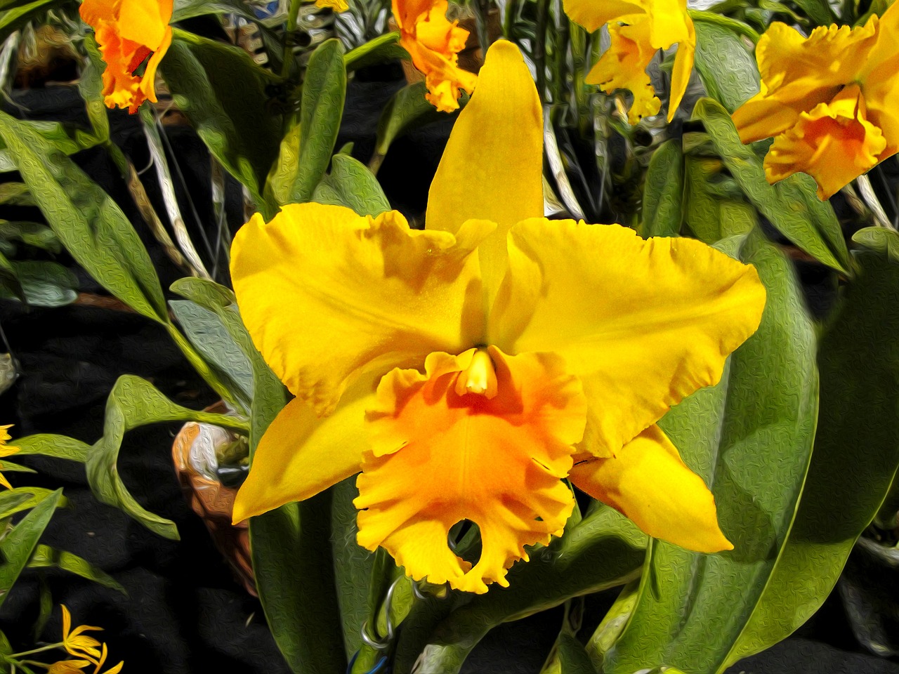 Daffodil,  Orchidėja,  Gėlės,  Katytė Orchidėja, Nemokamos Nuotraukos,  Nemokama Licenzija