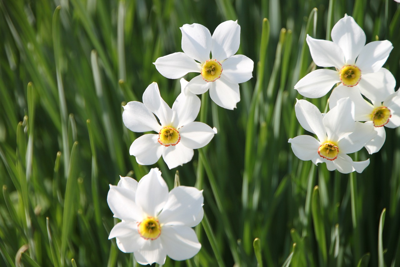 Daffodil, Gėlės, Sodas, Geranium, Jonquils, Narcizas, Balta, Augalai, Pavasaris, Nemokamos Nuotraukos