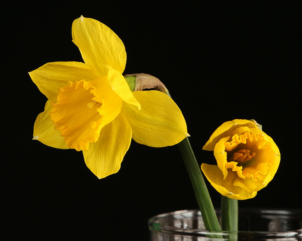 Daffodil, Narcizas, Jonquil, Geltona Gėlė, Pavasario Gėlė, Žiedas, Žydėti, Nemokamos Nuotraukos,  Nemokama Licenzija