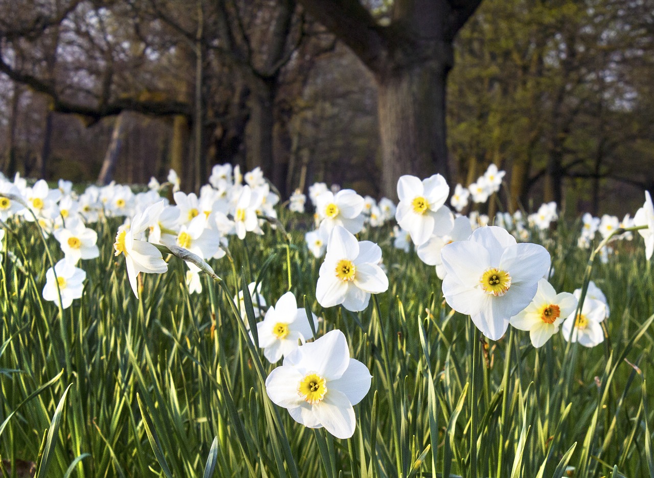 Daffodil, Gėlė, Lova, Pavasaris, Gamta, Gėlių, Pavasario Gėlė, Žiedas, Žalias, Šviežias