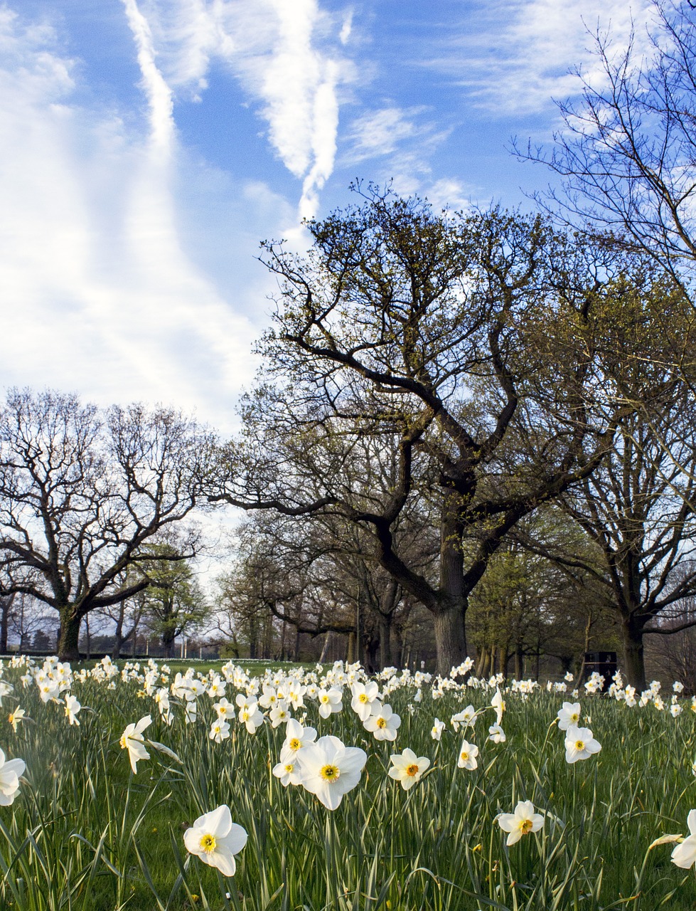 Daffodil, Gėlė, Lova, Pavasaris, Kraštovaizdis, Velykos, Žalias, Narcizas, Žiedas, Pavasario Gėlė