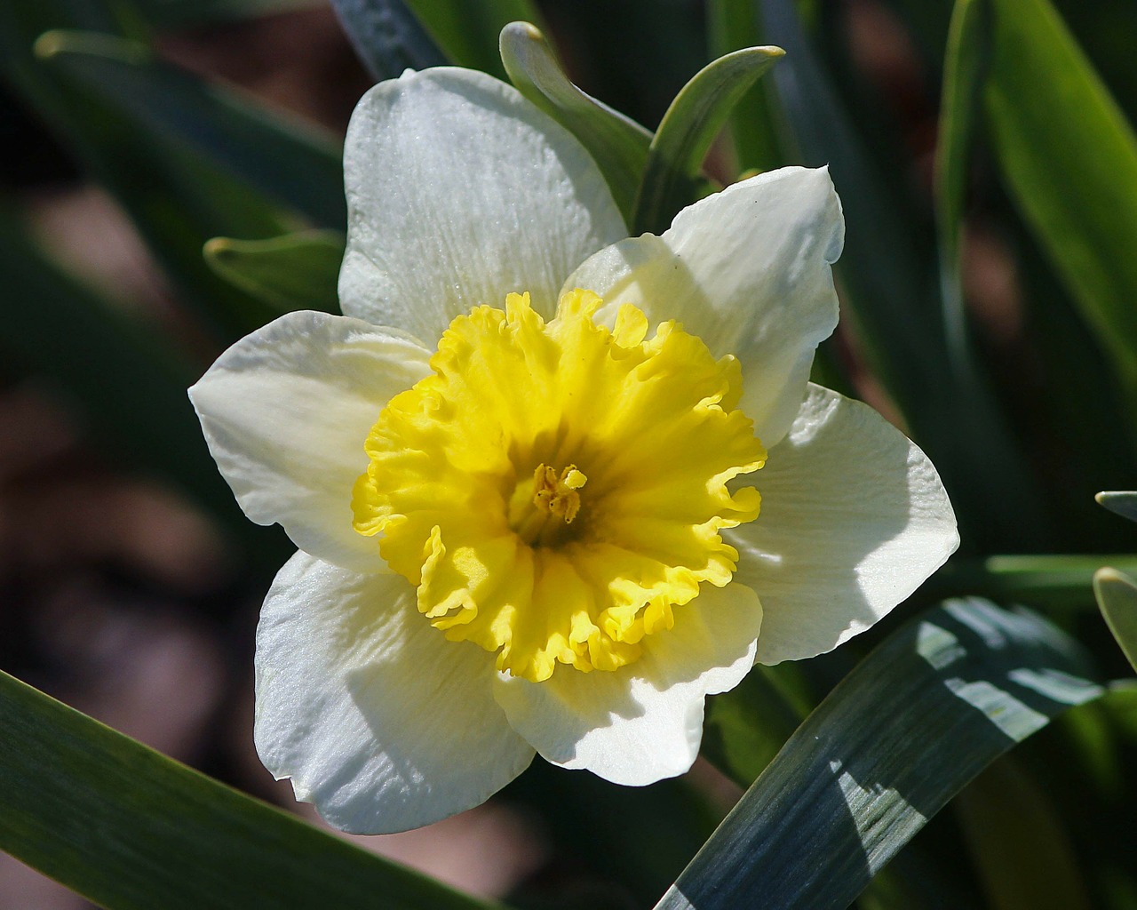 Daffodil, Narcizas, Geltona, Balta, Žiedas, Gėlių, Žydi, Flora, Sodininkystė, Bulvių Gėlė