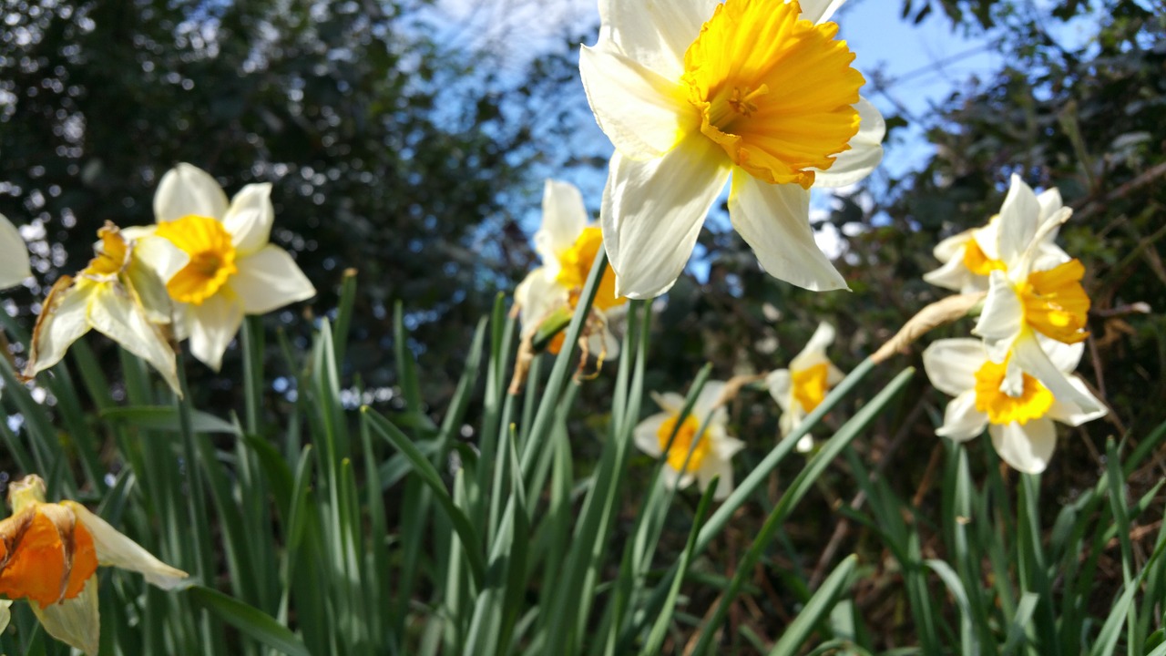 Daffodil, Pavasaris, Sezonas, Gėlė, Pieva, Nemokamos Nuotraukos,  Nemokama Licenzija