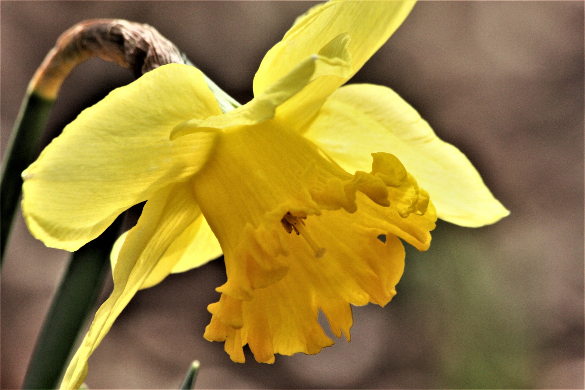 Gamta,  Gėlės,  Geltona & Nbsp,  Gėlė,  Pavasaris & Nbsp,  Gėlė,  Daffodil,  Geltona & Nbsp,  Narcizija,  Lenkimas