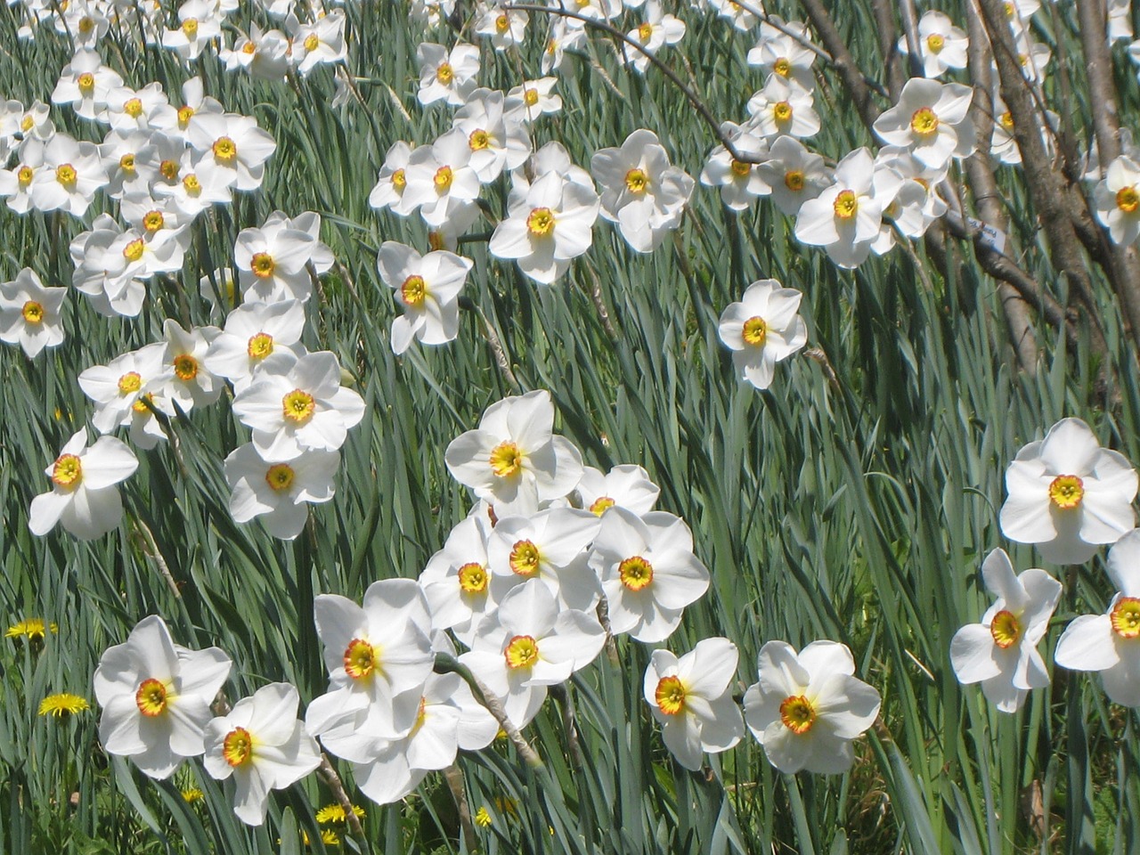 Dafodilo Laukas, Narcizai, Gėlės, Balta, Nemokamos Nuotraukos,  Nemokama Licenzija
