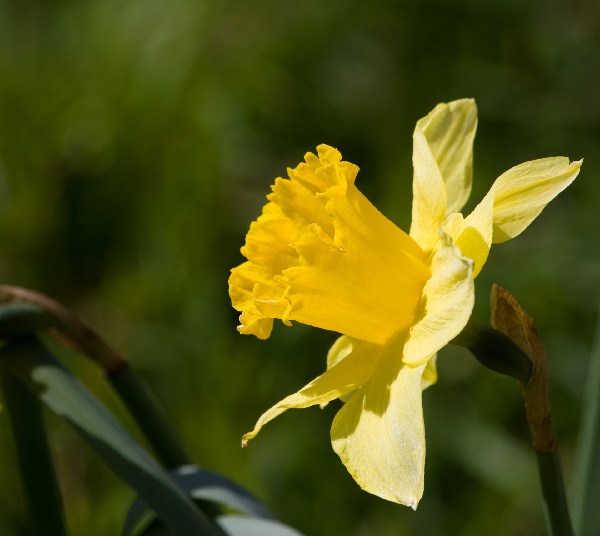 Daffodil,  Gėlė,  Geltona,  Žydėti,  Gėlių,  Flora,  Gamta,  Pavasaris,  Nuotrauka,  Vaizdas