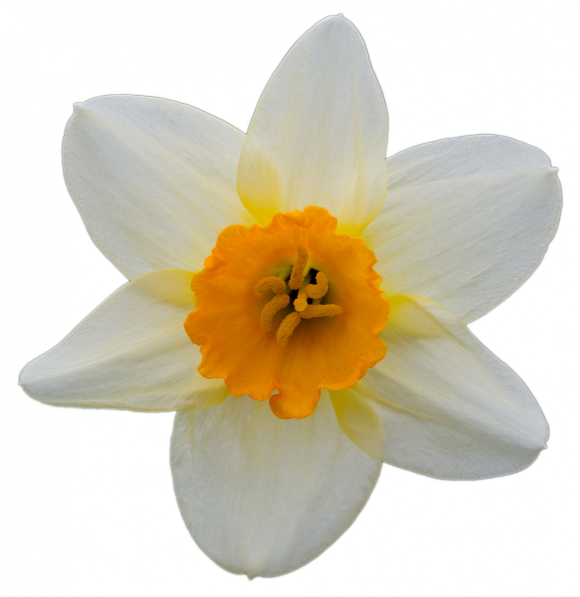 Daffodil,  Gėlė,  Galva,  Izoliuotas,  Balta,  Fonas,  Iš Arti,  Makro,  Detalės,  Gėlių