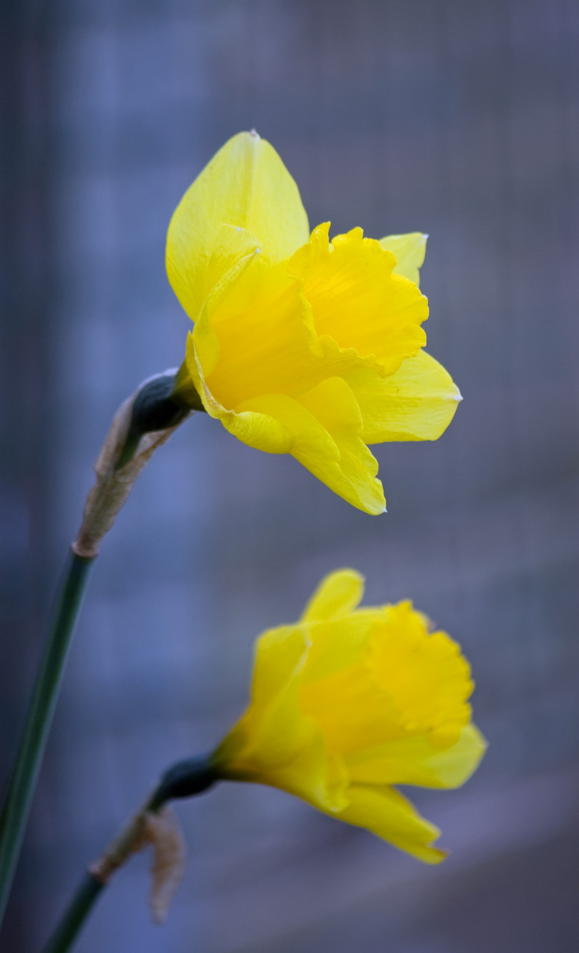 Daffodil,  Narcizai,  Geltona,  Gėlė,  Gėlės,  Gėlių,  Flora,  Žydėti,  Žydi,  Gražus