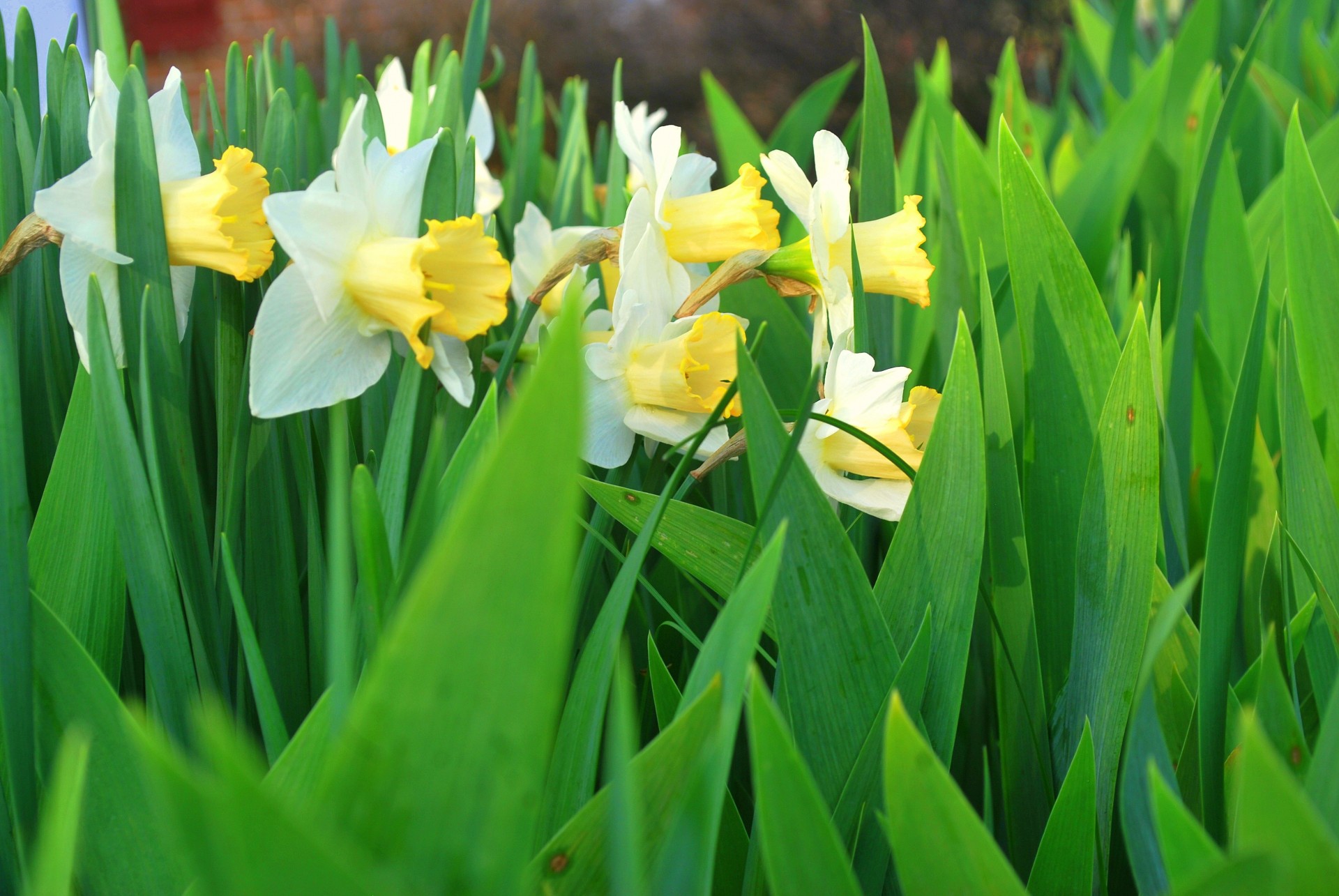 Gėlė,  Gėlės,  Daffodil,  Narcizas,  Sezonas,  Pavasaris,  Pavasaris & Nbsp,  Gėlės,  Geltona,  Daffodil Gėlės