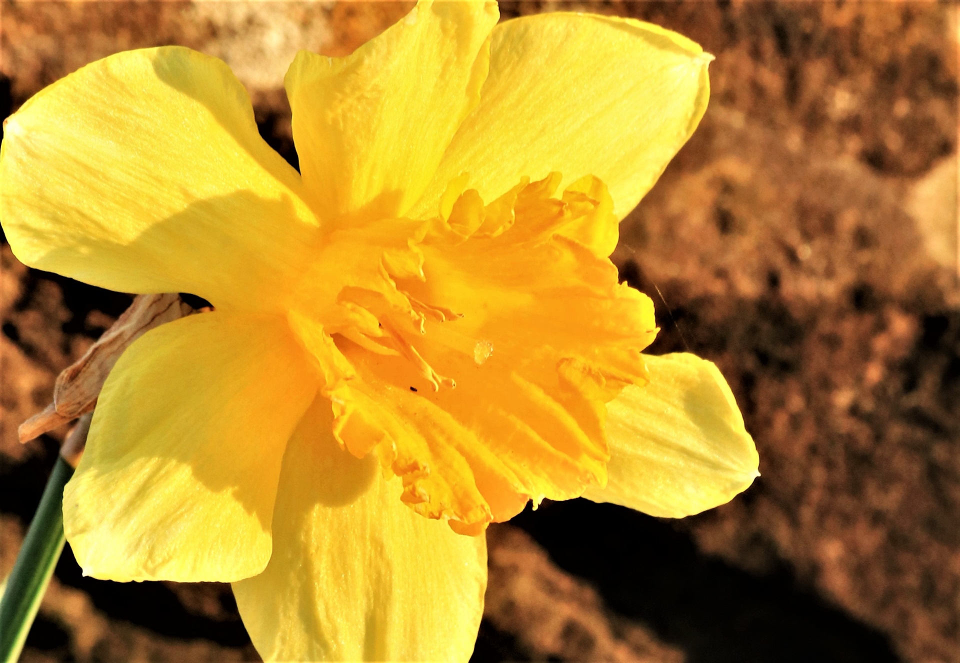 Gamta,  Augalai,  Gėlės,  Flora,  Pavasaris & Nbsp,  Gėlė,  Geltona & Nbsp,  Gėlė,  Viena Geltona Gėlė,  Daffodil