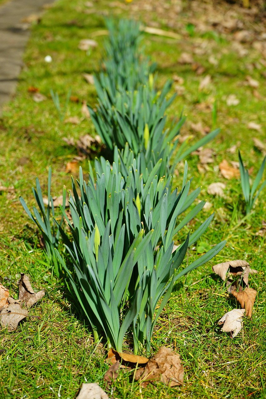 Daffodilo Lapai, Narcizai, Gėlė, Lapai, Stengel, Pavasaris, Nemokamos Nuotraukos,  Nemokama Licenzija