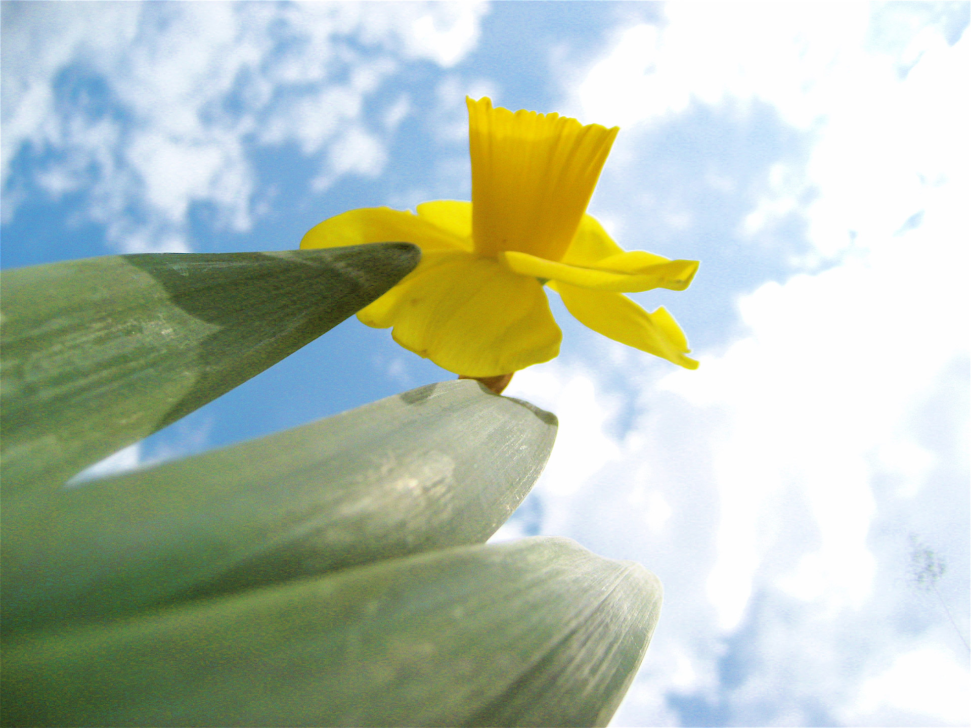 Daffodil,  Gėlė,  Geltona,  Pavasaris,  Augti,  Augalas,  Lemputė,  Dangus,  Atrodo,  Perspektyva