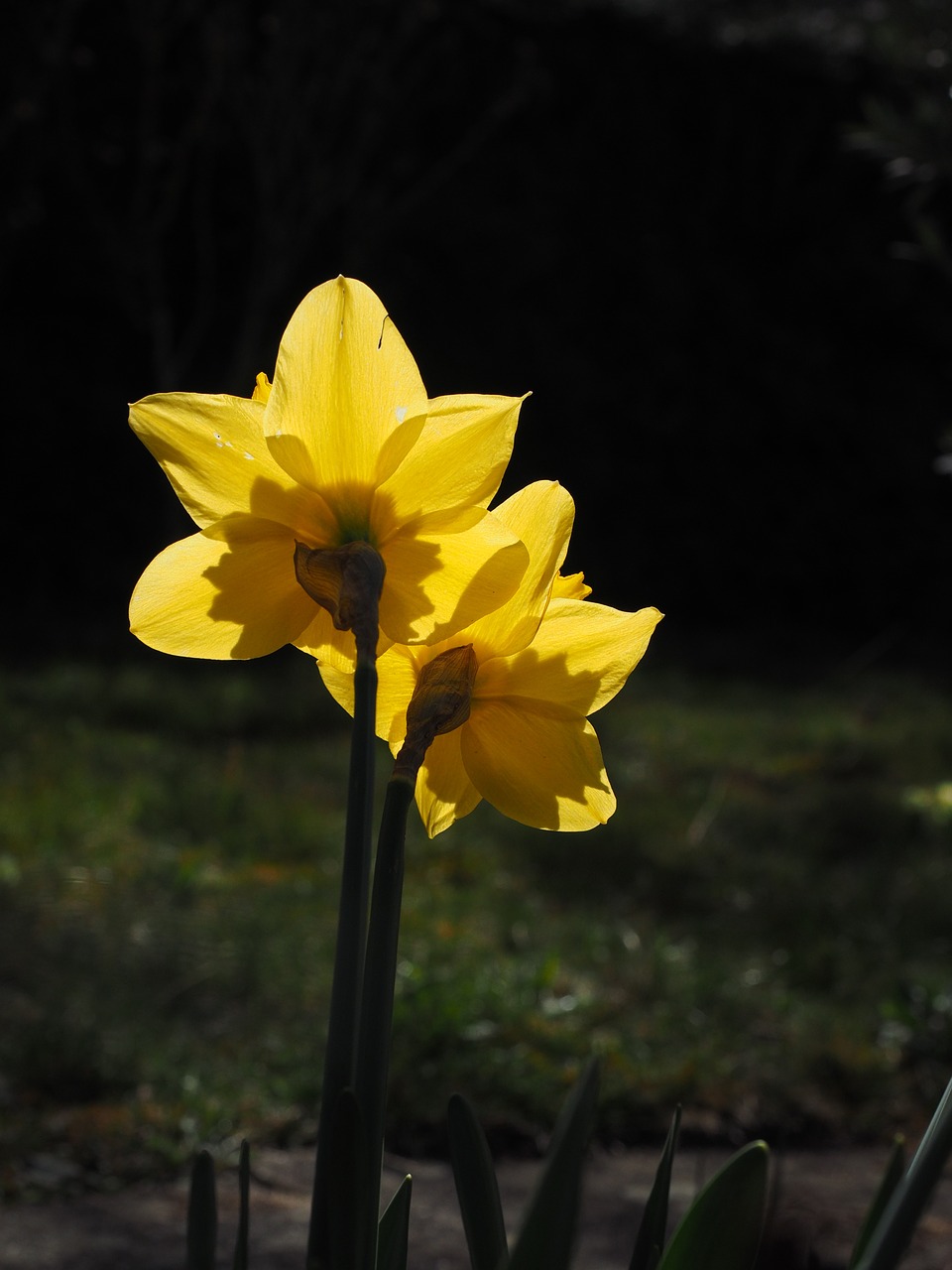 Narcizai, Gėlės, Geltona, Pavasaris, Narcissus Pseudonarcissus, Daffodil, Amarilio Augalas, Nemokamos Nuotraukos,  Nemokama Licenzija