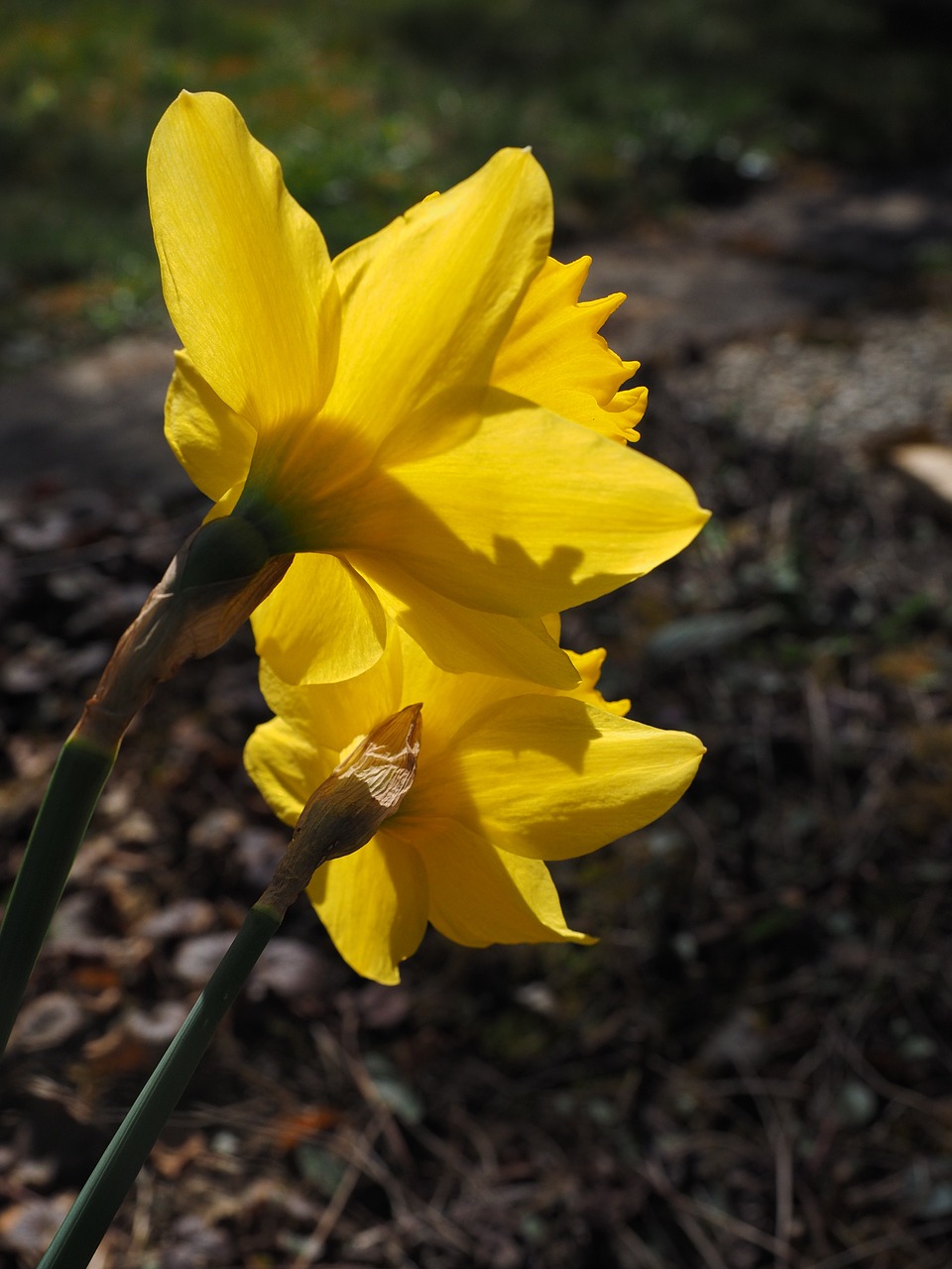 Narcizai, Gėlės, Geltona, Pavasaris, Narcissus Pseudonarcissus, Daffodil, Amarilio Augalas, Nemokamos Nuotraukos,  Nemokama Licenzija