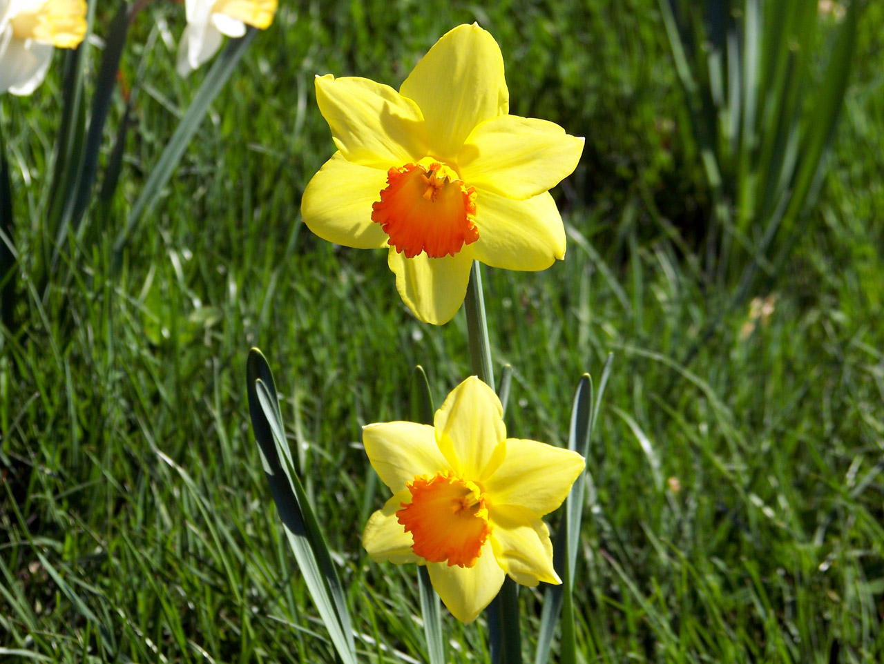 Narcizai,  Gėlės,  Pavasaris,  Narcizai, Nemokamos Nuotraukos,  Nemokama Licenzija