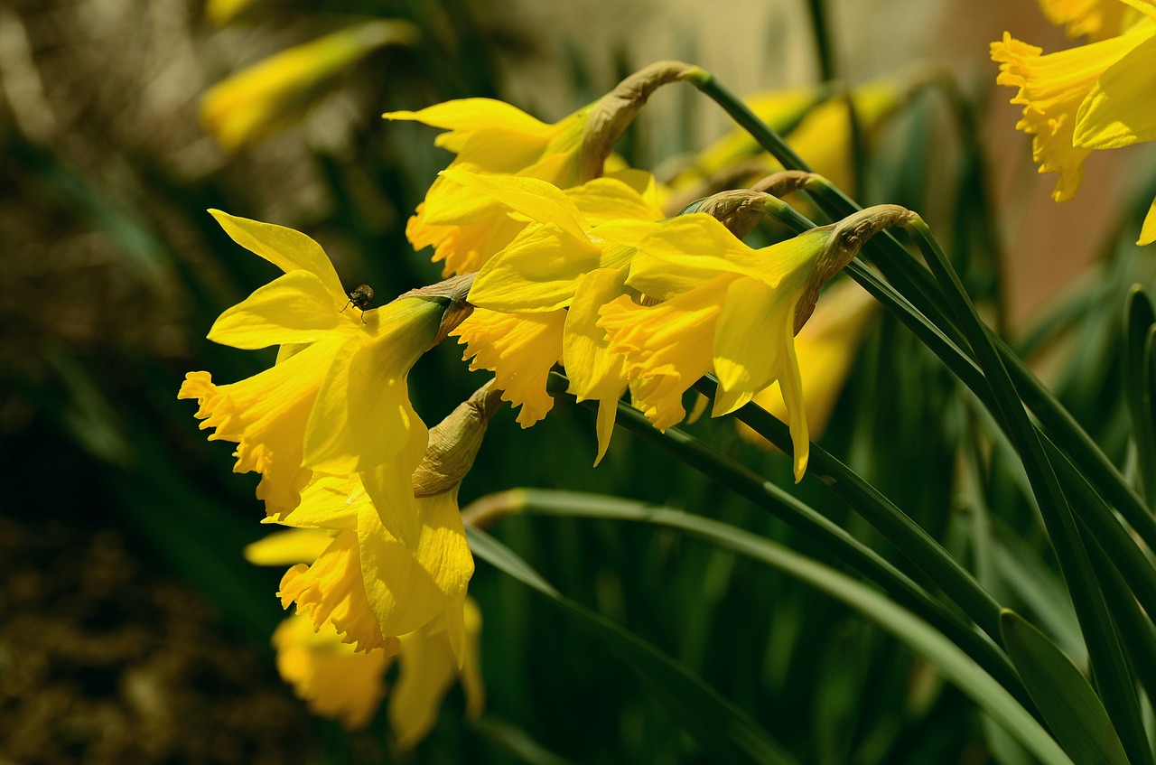 Narcizai, Osterglocken, Geltona, Žiedas, Žydėti, Pavasaris, Gėlė, Velykos, Geltonos Gėlės, Narcissus Pseudonarcissus