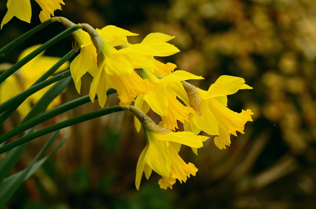 Narcizai, Osterglocken, Geltona, Žiedas, Žydėti, Pavasaris, Narcissus Pseudonarcissus, Liūtys, Šlapias, Sodas