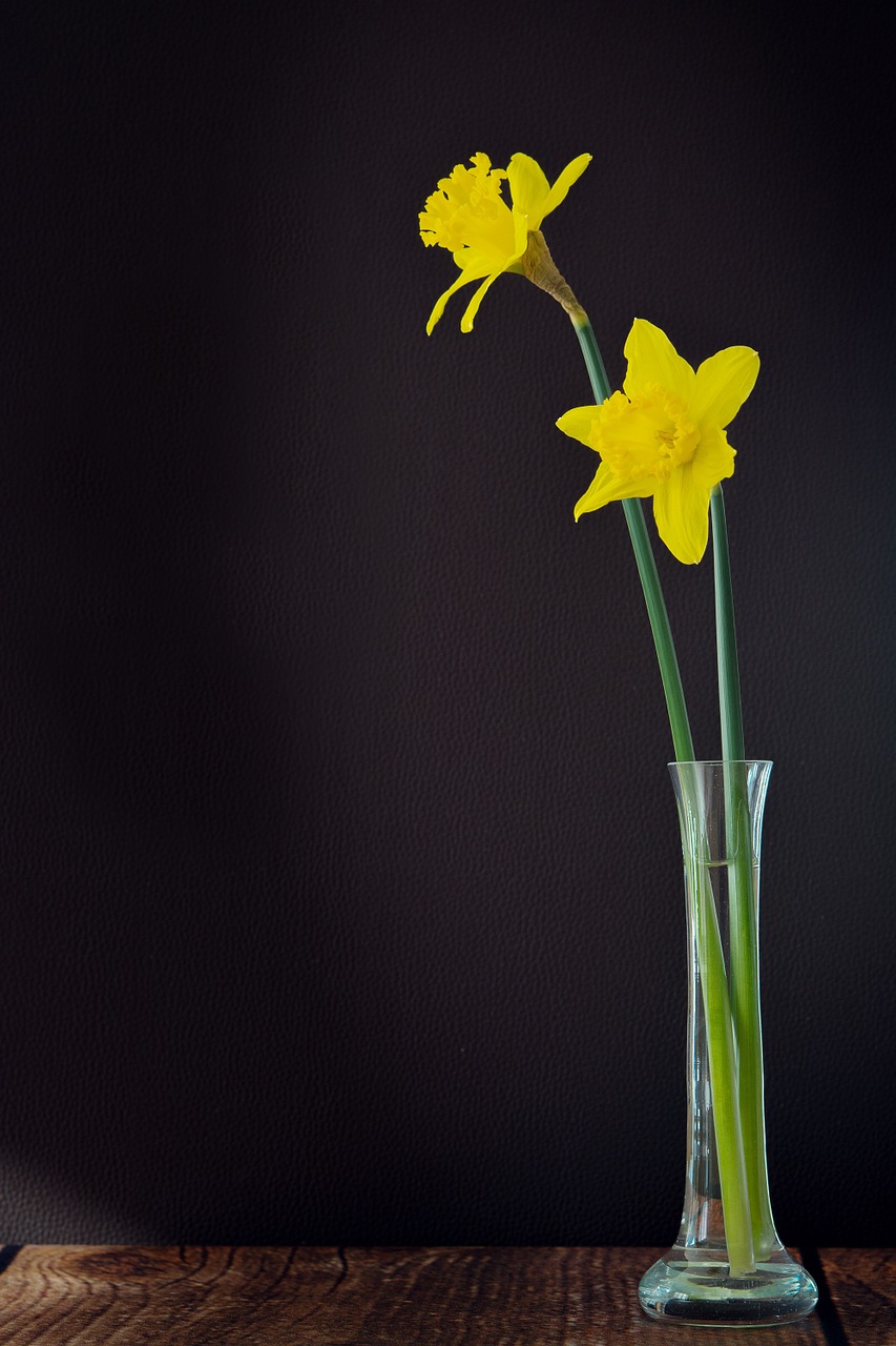 Narcizai, Geltona, Gėlės, Gėlė, Geltona Gėlė, Pavasario Gėlė, Schnittblume, Vazos, Uždaryti, Teksto Laisvė