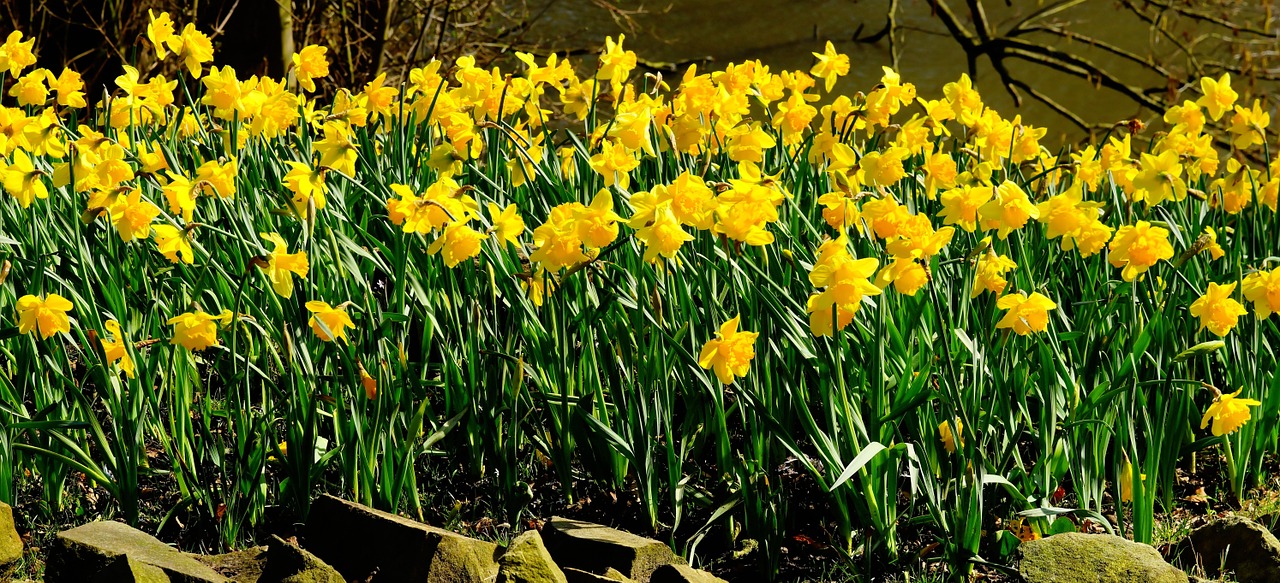 Narcizai, Gėlės, Osterglocken, Geltonos Narcizai, Pavasaris, Geltona, Geltonos Gėlės, Dafodilo Laukas, Spalvinga, Gamta