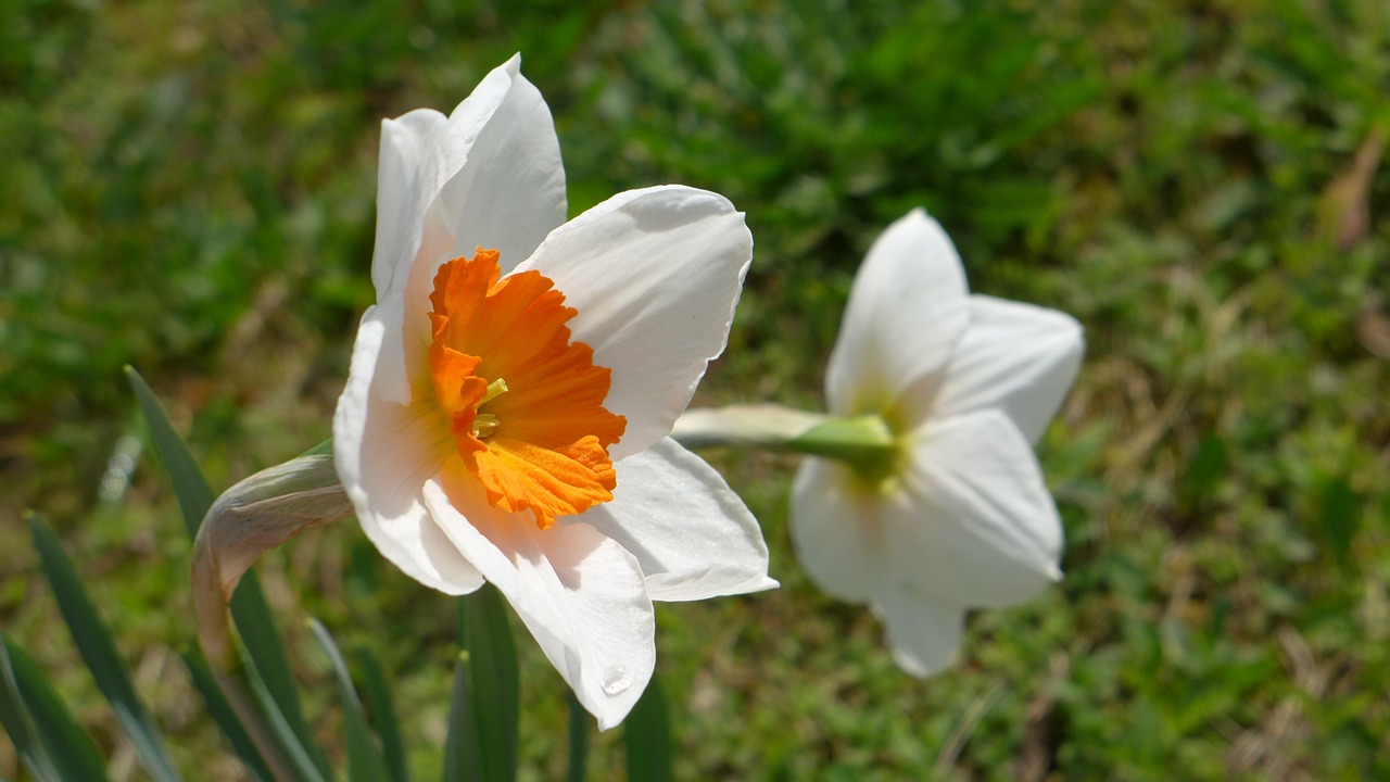 Narcizai, Augalas, Svogūninės Gėlės, Bi Spalva, Balta, Oranžinė, Žalias, Pavasaris, Gamta, Gėlės