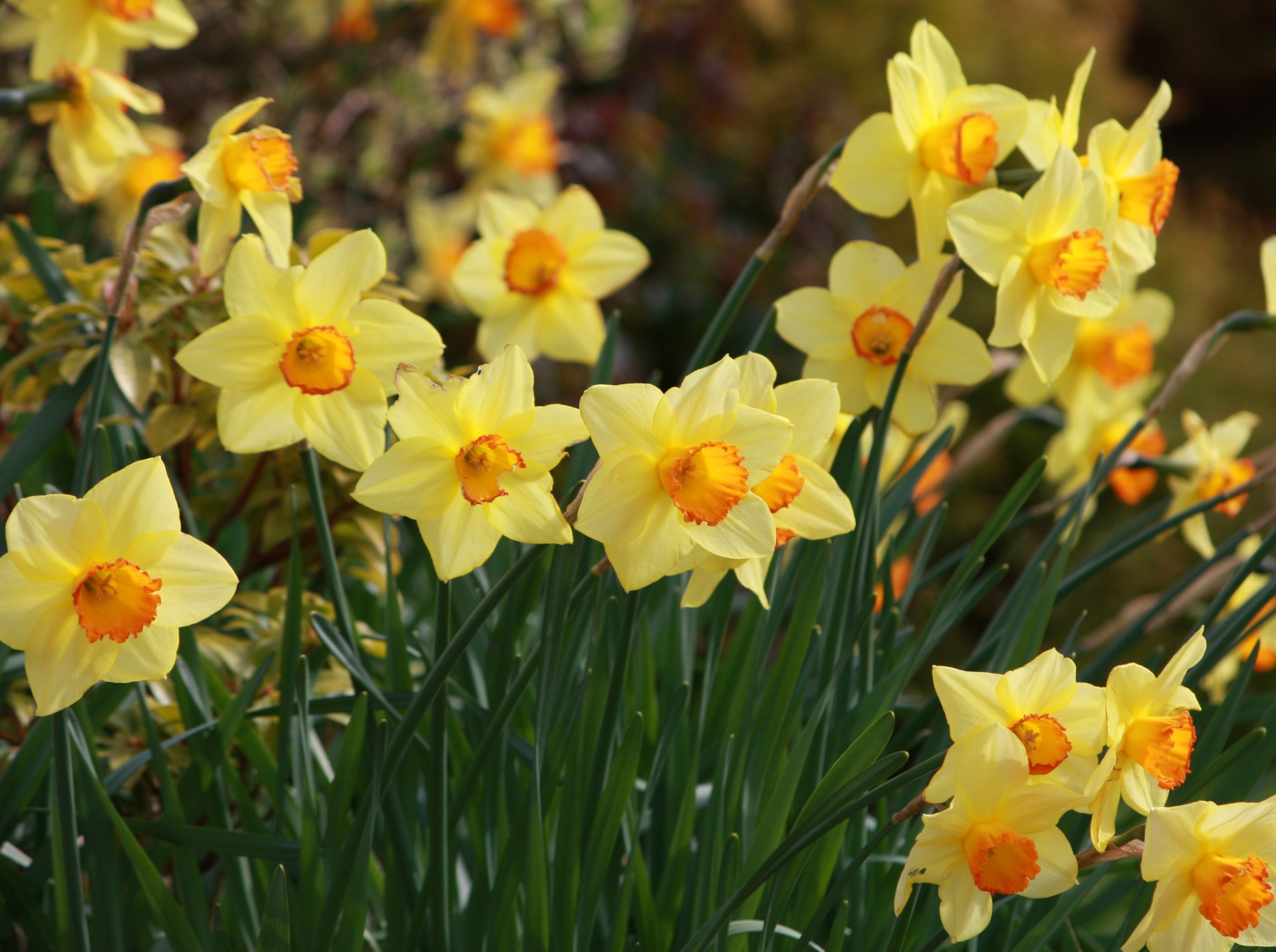 Daffodil,  Narcizai,  Geltona,  Gėlė,  Gėlės,  Žydi,  Gėlių,  Flora,  Gamta,  Pavasaris